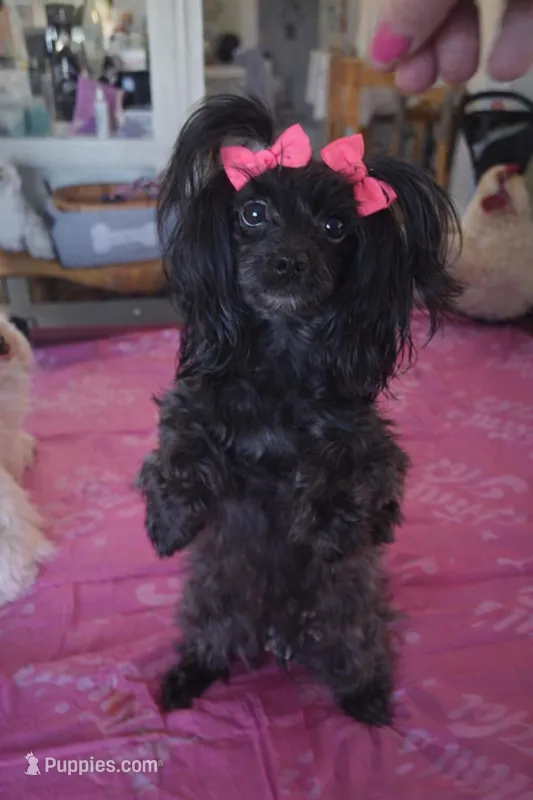 Jillian , a female Yorkipoo for sale in Tamarac, FL – Photo 1 of 5