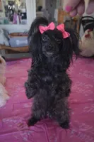 Jillian , a female Yorkipoo for sale in Tamarac, FL – Photo 1 of 5
