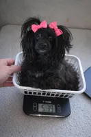 Jillian , a female Yorkipoo for sale in Tamarac, FL – Photo 5 of 5