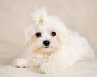 Whi, a male Maltese for sale in Tamarac, FL – 5 of 6