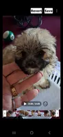 Tiny Teddy Bear, a male Yorkipoo for sale in Tamarac, FL – Photo 3 of 5