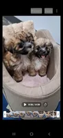 Tiny Teddy Bear, a male Yorkipoo for sale in Tamarac, FL – Photo 4 of 5