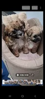 Tiny Teddy Bear, a male Yorkipoo for sale in Tamarac, FL – Photo 5 of 5