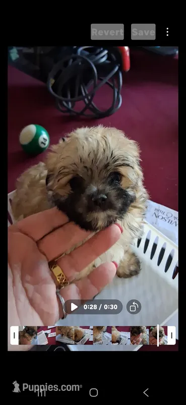Tiny Teddy Bear – Yorkipoo puppy for sale in Tamarac, FL