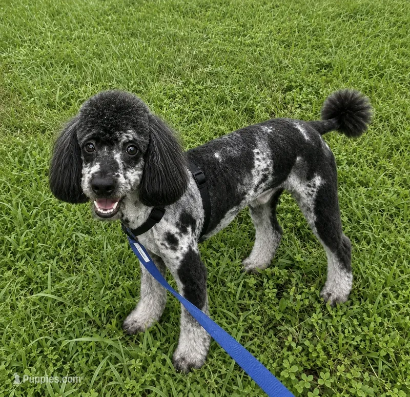 Merle male poodle 18lbs – Poodle - Miniature  puppy for sale in Tamarac, FL