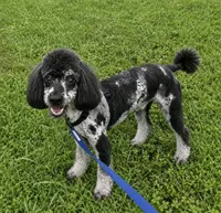Merle male poodle 18lbs, a male Poodle - Miniature  for sale in Tamarac, FL – 1 of 3