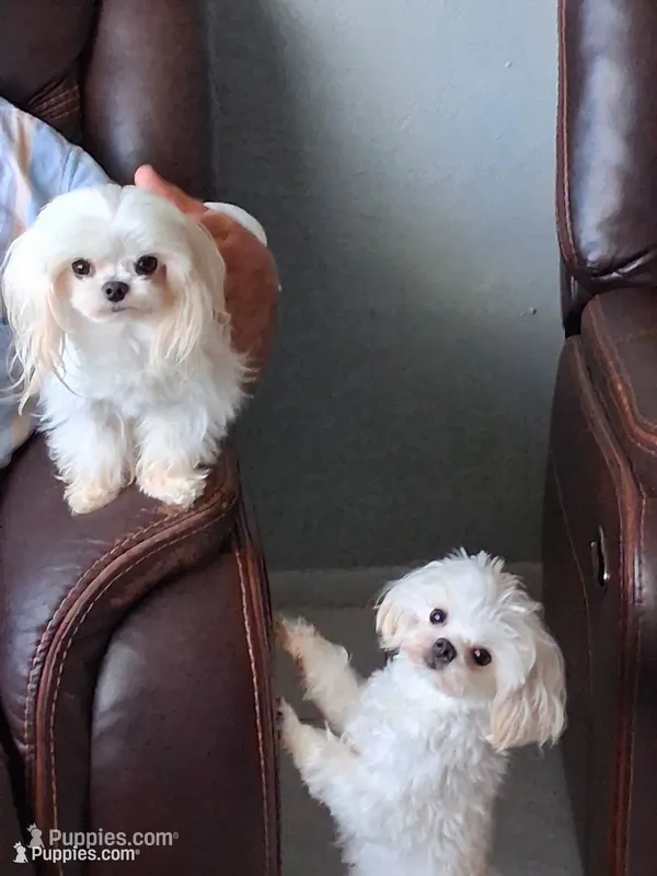 Korean boy – Maltese puppy for sale in Tamarac, FL