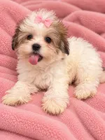 Princess, a female Maltese and Biewer for sale in Tamarac, FL – 3 of 4