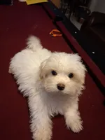 GILU, a female Maltese and Poodle - Toy  for sale in Tamarac, FL – 5 of 5