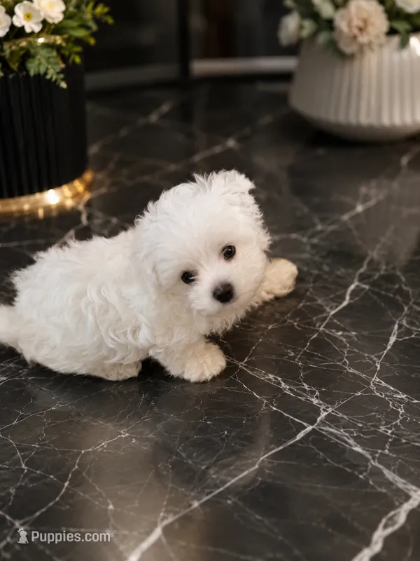 Tiny white – Maltese, Biewer puppy for sale in Tamarac, FL