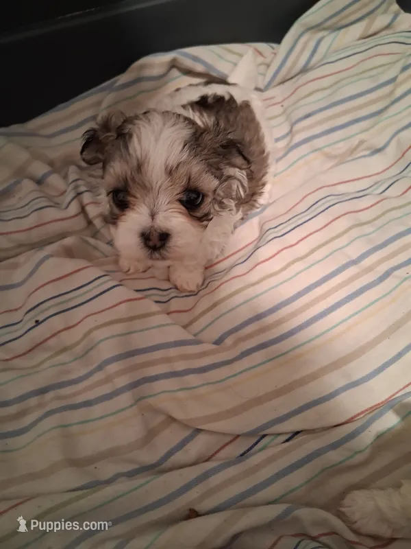 Teeny Dina – Maltese, Biewer puppy for sale in Tamarac, FL