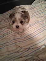 Teeny Dina, a female Maltese and Biewer for sale in Tamarac, FL – 1 of 8