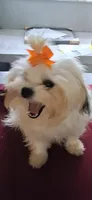 🐾 "TOBY"  Maltipoo Boy – Nearly 1 Yr , a  Maltese and Poodle - Toy  for sale in Tamarac, FL – Photo 2 of 4