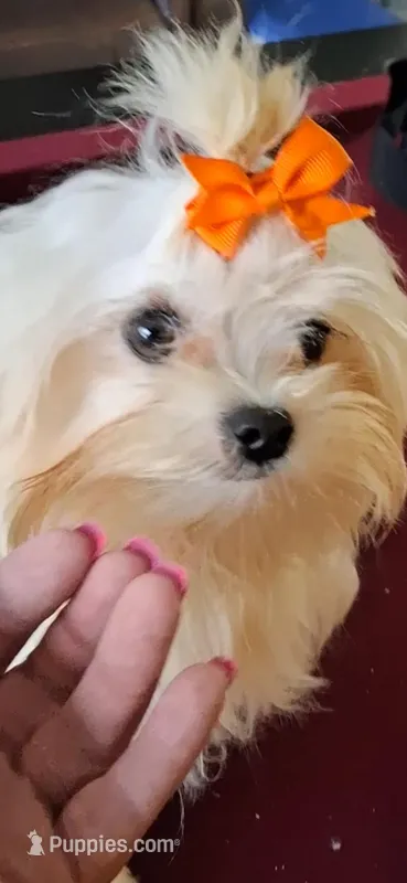 🐾 "TOBY"  Maltipoo Boy – Nearly 1 Yr  – Maltese, Poodle - Toy  puppy for sale in Tamarac, FL