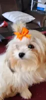 🐾 "TOBY"  Maltipoo Boy – Nearly 1 Yr , a  Maltese and Poodle - Toy  for sale in Tamarac, FL – Photo 3 of 4