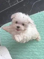 processed/61208bb4-2a8b-4c9f-bb23-038f5e790e94/listing/fefc362f-93c4-42d4-866d-16aea592a7f0/531ee471-10af-46c9-91e1-84f886596473