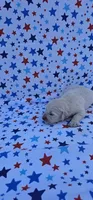 Maisie , a female English Cream Golden Retriever for sale in Delano, CA – 3 of 5