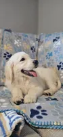 Toby, a male Golden Retriever for sale in Delano, CA – 6 of 9