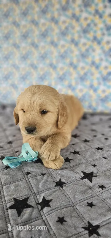 Bruno – Golden Retriever puppy for sale in Delano, CA