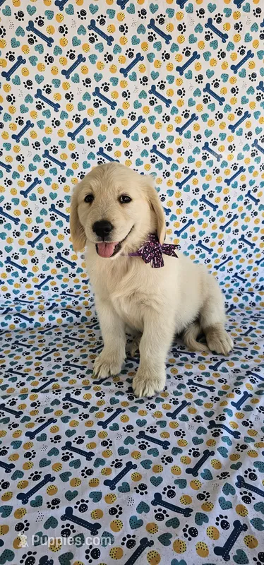 Luna – Golden Retriever puppy for sale in Delano, CA