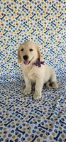 Luna, a female Golden Retriever for sale in Delano, CA – 1 of 9