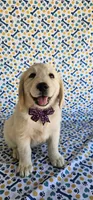Luna, a female Golden Retriever for sale in Delano, CA – 2 of 9