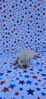 Luna, a female English Cream Golden Retriever for sale in Delano, CA – 5 of 5