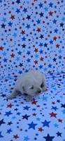 Winston , a male English Cream Golden Retriever for sale in Delano, CA – 3 of 5