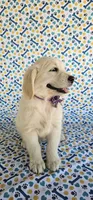 Luna, a female Golden Retriever for sale in Delano, CA – 9 of 9