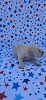 Rusty , a male English Cream Golden Retriever for sale in Delano, CA – 5 of 5