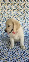 Hazel, a female Golden Retriever for sale in Delano, CA – 3 of 7