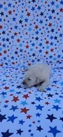 Luna, a female English Cream Golden Retriever for sale in Delano, CA – 3 of 5
