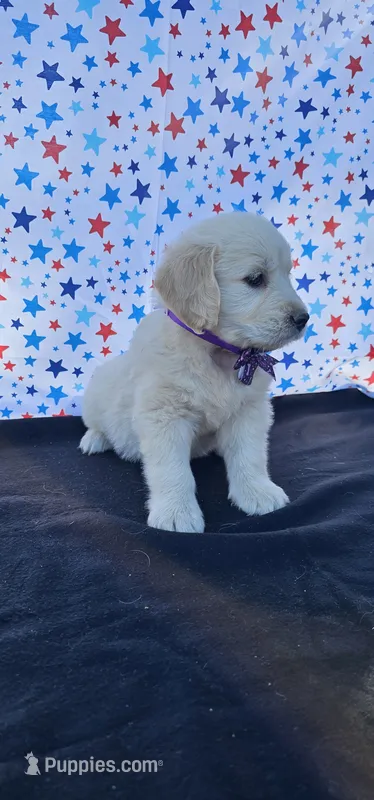 Lucy – Golden Retriever puppy for sale in Delano, CA