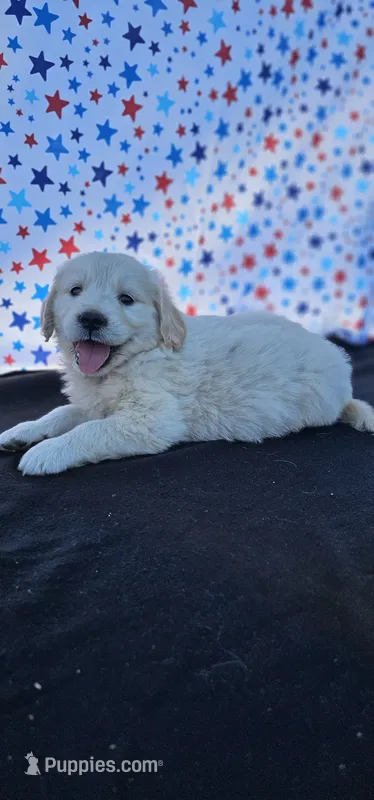 Maisie  – Golden Retriever puppy for sale in Delano, CA