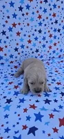 Honey , a female English Cream Golden Retriever for sale in Delano, CA – 3 of 5