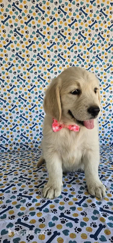 Honey  – Golden Retriever puppy for sale in Delano, CA
