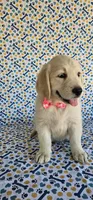 Hazel, a female Golden Retriever for sale in Delano, CA – 1 of 7