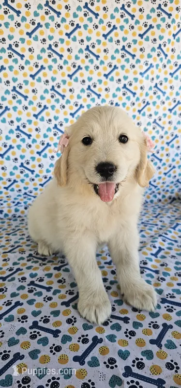 Lucy – Golden Retriever puppy for sale in Delano, CA