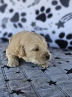 Charlie , a male Golden Retriever for sale in Delano, CA – Photo 5 of 5