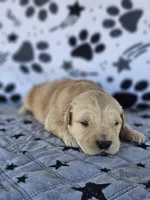 Charlie , a male Golden Retriever for sale in Delano, CA – Photo 4 of 5