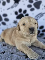 Charlie , a male Golden Retriever for sale in Delano, CA – Photo 2 of 5
