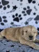 Charlie , a male Golden Retriever for sale in Delano, CA – Photo 3 of 5