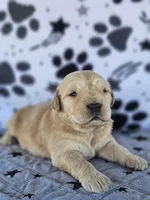Charlie , a male Golden Retriever for sale in Delano, CA – Photo 1 of 5