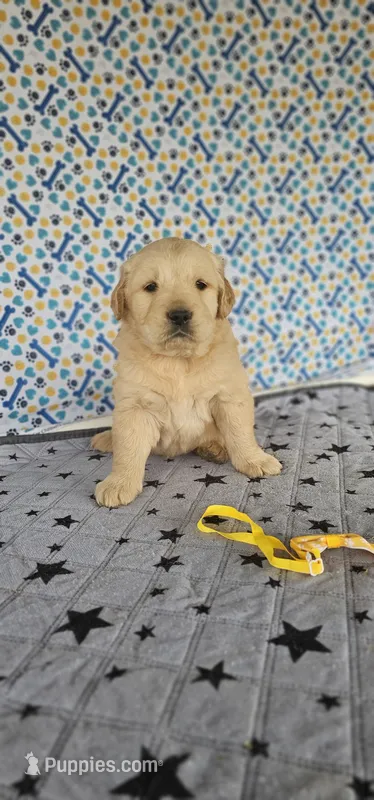 Charlie  – Golden Retriever puppy on hold in Delano, CA