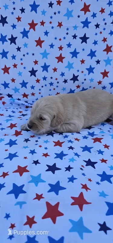 Honey  – English Cream Golden Retriever puppy for sale in Delano, CA