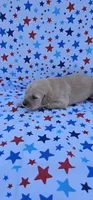 Honey , a female English Cream Golden Retriever for sale in Delano, CA – 1 of 5