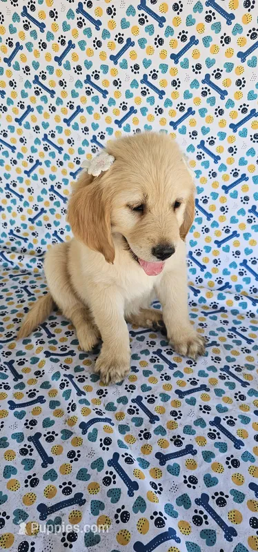 Maisie  – Golden Retriever puppy for sale in Delano, CA