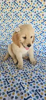 Honey, a female Golden Retriever for sale in Delano, CA – 1 of 7