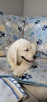 Toby, a male Golden Retriever for sale in Delano, CA – 9 of 9