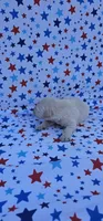 Maisie , a female English Cream Golden Retriever for sale in Delano, CA – 5 of 5